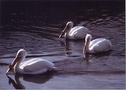 American white pelicans feed in an irrigation canal in the Central Valley. Canal water not only transports toxicants and salts to waterways throughout the state, but can directly affect fish and wildlife using the water. In areas of limited habitat, canals may be the only place for many of them to feed.