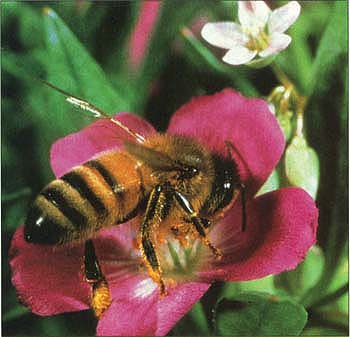 Toxic and “broad spectrum” pesticides often kill unintended targets such as honeybees. (Photo by Kenneth Lorenzen)