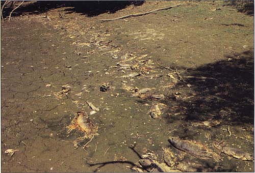 Above, as lower Putah Creek dried out, fish died in large numbers.