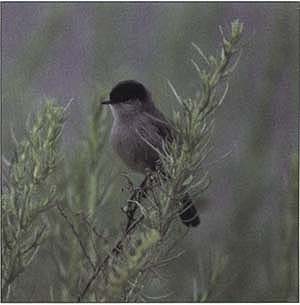 The California gnatcatcher is protected under a landmark conservation plan in Southern California (see p. 10).
