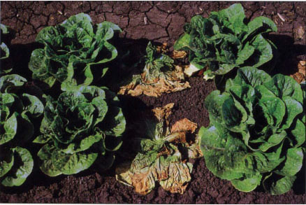 Symptoms of lettuce drop include drying of older leaves, collapse of the plant, decayed crown tissue and plant death. The characteristic white mycelium and black sclerotia are usually present on the infected crowns (photo above right)