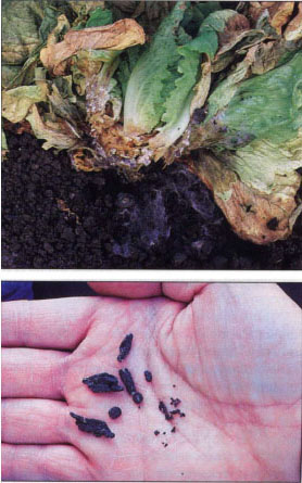 Sclerotia of Scierotinia sclerotiorum (left) and S. minor (right) enable the pathogen to survive in soil. Although both species cause lettuce drop disease, S. minor is the principal lettuce drop pathogen in the coastal region of California.
