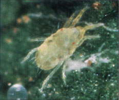 Willamette spider mite, Eotetranychus willamettei, adult female and egg with hairlike papilla.