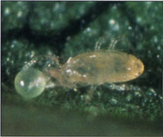 Western orchard predatory mite, Metaseiulus (=Galendromus) occidentalis. Adult female feeding on a Pacific spider mite egg.
