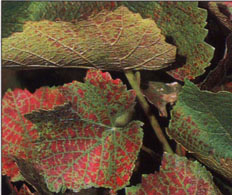 Willamette spider mites damage the grape leaves by feeding on them. Sulfur applied to control powdery mildew on grapevines can suppress the predators that keep the Willamette spider mite in check.