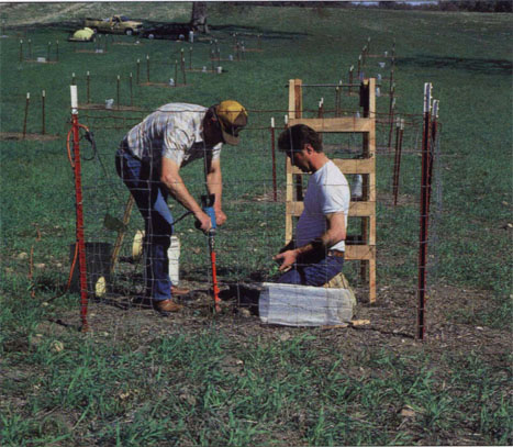 Planting valley oak nursery stock in enclosures at the Ray Harden Ranch, Monterey Co., before emergence of seedlings developing from seeded acorns.