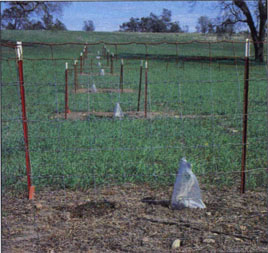 Protected and unprotected valley oak nursery stock in enclosures at the Ray Harden Ranch, Monterey Co., before emergence of seedlings.