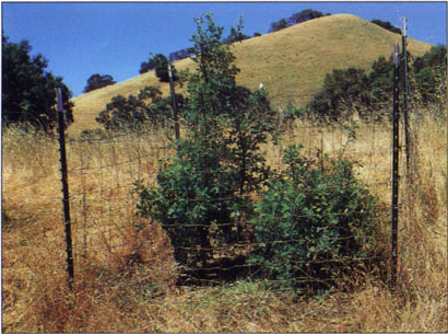 In 1993, valley oak seedlings that received initial screen protection at the UC Hopland Research and Extension Center, Mendocino Co., were significantly taller.
