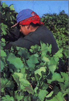 Most crew workers preferred to work directly for growers than through farm labor contractors.