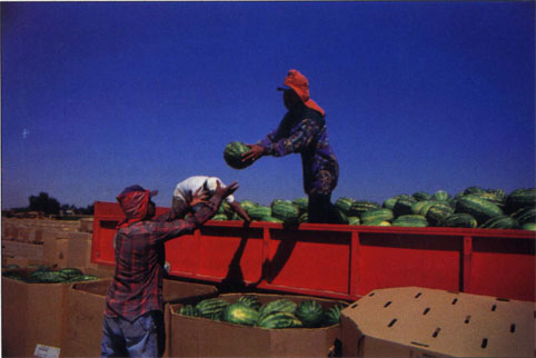 Many crew workers felt growers paid a little better than farm labor contractors.