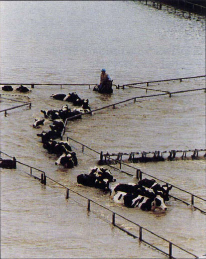 Gene Roberts of Merced works to rescue a dairy herd stranded by the flooding Tuolumne River west of Modesto.