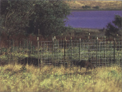 Researchers have been trapping wild pigs in coastal California to monitor them for C. parvum.