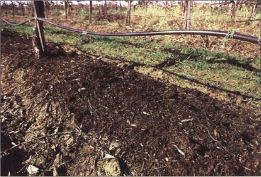 Composted “greenwaste” mulch was applied in the vine row for weed control. The wood chips cost more than the other treatments, but they controlled weeds well and half the chips were still in the vineyard after the second year.