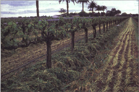 Biomass from cover crop was chopped and transported into the vine row as mulch. This method was especially effective when herbicides were applied prior to chopping, cleaning the vine row for efficient biomass application.