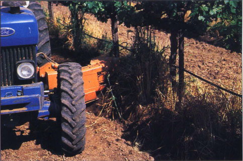 Cultivating weeds in the vine row with a hydraulic cultivator was effective for the winter annual and spring weeds, but was less effective in the late summer.