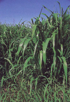 Sudangrass, a $49 million crop, is grown on about 14% of the total acreage in the Low Desert.