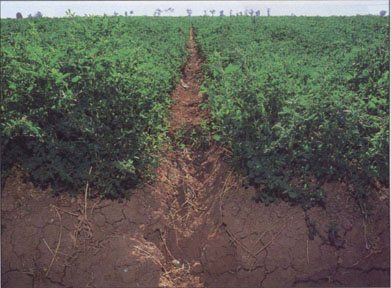 By planting alfalfa on raised beds, some growers have obtained improved water infiltration and faster water flow down the field.