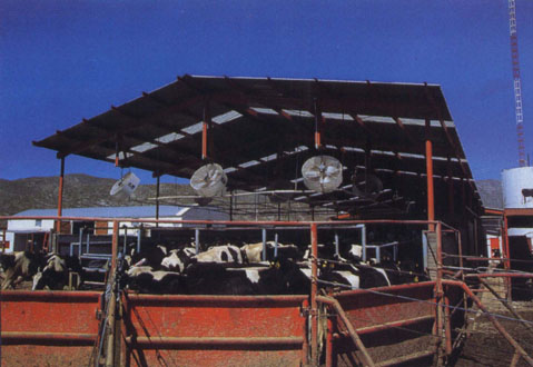 Experiences of dairies in Mexico show that cow-cooling systems can alleviate heat stress enough to reach the same milk production level as Tulare County dairies.