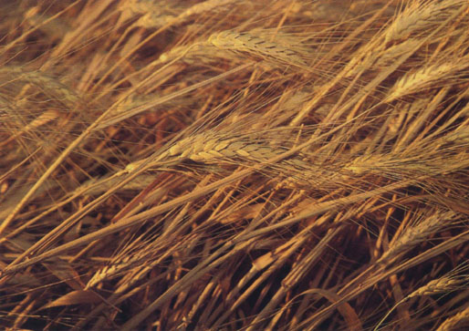 The number of days wheat is susceptible to Karnal bunt depends on the planting date.