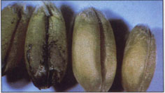 Bunted wheat kernels infected with Karnal bunt are usually first noticed in threshed grain.