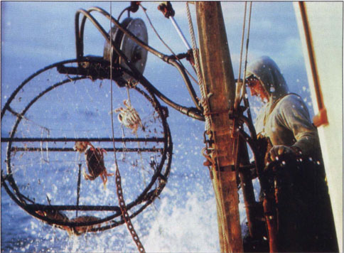 A commercial fisher hoists aboard a crab trap with a meager catch. Although catches are highly variable, most fisheries managers believe the Dungeness crab population is healthy.