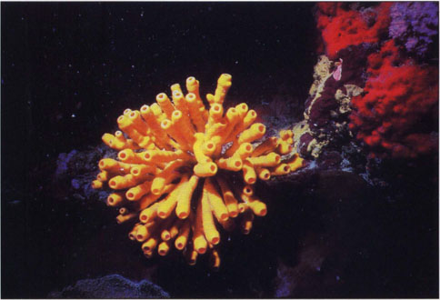 The marine sponge Auletta constricta contains jasplakinolide, a unique molecule currently under study at the National Cancer Institute for the treatment of cancer.