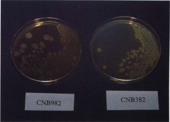 Marine bacteria are an important new resource for drug production. Shown here are two strains of Streptomyces, both of which produce the potent anti-inflammatory agent cyclomarin A.