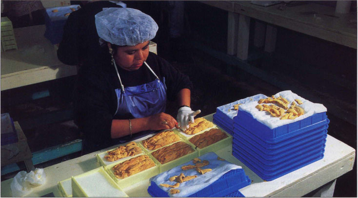 Seafoods cause less than 5% of the reported cases of foodborne illness. Monitoring programs and proper handling procedures play important roles in protecting seafood consumers. At Sonoma Offshore Products in Santa Rosa, a worker meticulously packs sea urchin roe or “uni” for shipment to Japan.