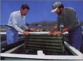 UC marine advisor Paul Olin, left, confers with Peter Hain, a marine biologist and partner in Bodega Farms. The North Coast abalone farm produces seed stock for commercial grow-out operations throughout the world. Olin has evaluated several different abalone diets and has conducted experiments to control parasites in abalone culture.