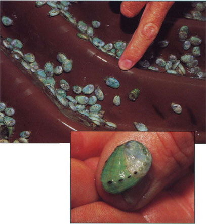 Fertilized abalone eggs are reared to dime-size organisms on corrugated plastic sheets submerged in saltwater tanks. They are shipped at 9 months and take 3 years to reach market size.