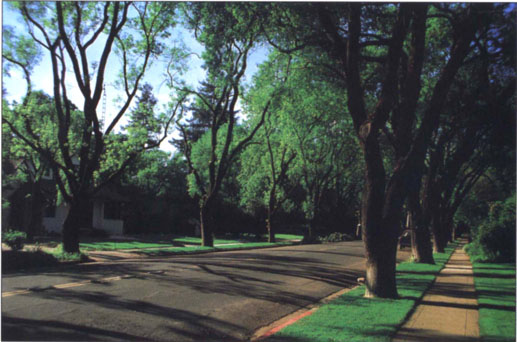 Trees create shade, reduce noise and provide wildlife habitat, as well as make neighborhoods more attractive.