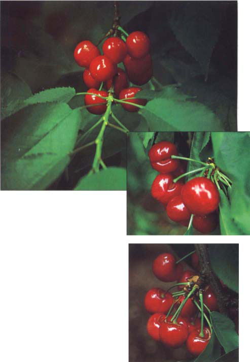 Unblemished California cherries (above) are an extremely valuable commodity in export and domestic markets compared to cull fruit with rain-induced cracks (inset right and below).