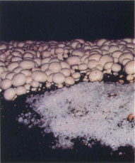 Mushroom growers are covering patches of T. harzianum Th-4 with salt to stop the spread of the mold.