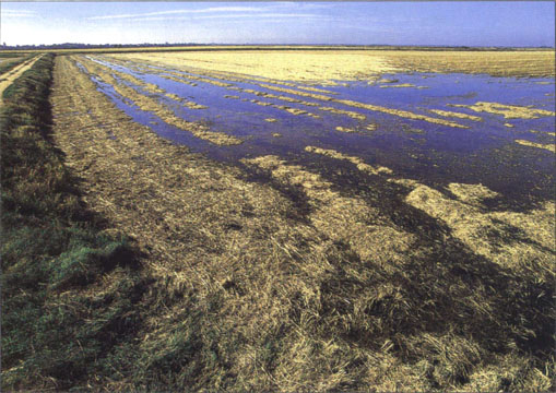 Wet rolling of rice straw promotes decomposition of residues as well as providing overwintering habitat for waterfowl in the Sacramento Valley.