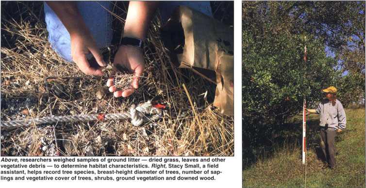 Above, researchers weighed samples of ground litter — dried grass, leaves and other vegetative debris — to determine habitat characteristics. Right, Stacy Small, a field assistant, helps record tree species, breast-height diameter of trees, number of saplings and vegetative cover of trees, shrubs, ground vegetation and downed wood.