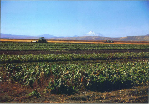 In trials conducted in the Tulelake region, sugarbeets compensated by recovering some shallow groundwater when irrigation was cut off early.