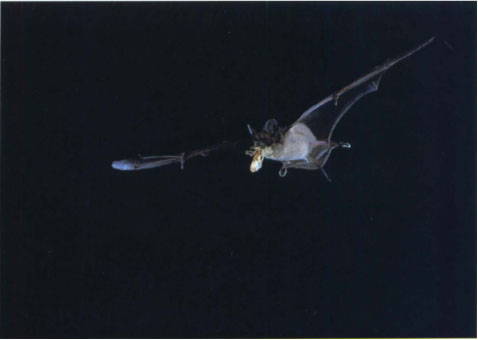 Mexican free-tailed bats, a common species in the Sacramento Valley, feed on a variety of insects including moths, water boetmen, beetles, flies, midges, mosquitoes and plant bugs.