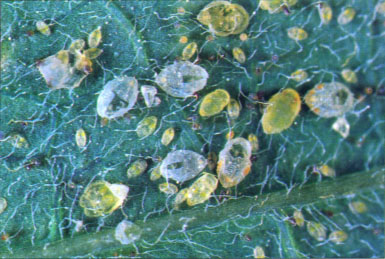 Exotic species invade the state continually. Two which have exacted high tolls are sweetpotato whitefly and silverleaf whitefly; nymphal stages of both are shown above.