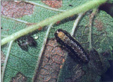 Larval feeding skeletonizes the foliage, often causing the leaves to drop.