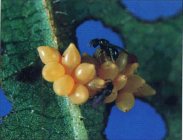 Oomyzus gallerucae may parasitize 50% to 90% of an egg cluster. In addition, these small wasps host-feed on other eggs, essentially destroying the entire egg cluster.