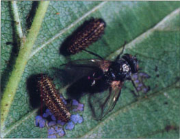 Erynniopsis antennata is one of two para-sitoids released in California in the 1930s. ELB parasitism can exceed 40%.