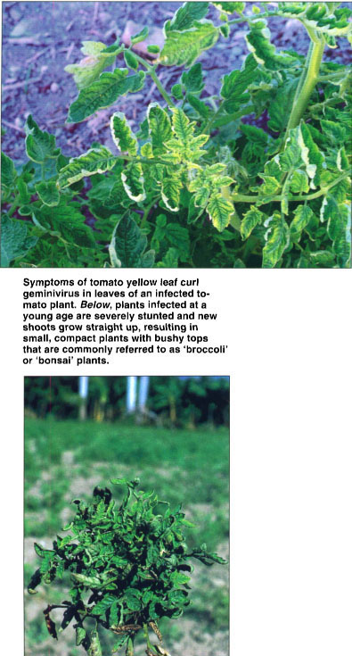 Symptoms of tomato yellow leaf curl geminivirus in leaves of an infected tomato plant. Below, plants infected at a young age are severely stunted and new shoots grow straight up, resulting in small, compact plants with bushy tops that are commonly referred to as ‘broccoli’ or ‘bonsai’ plants.