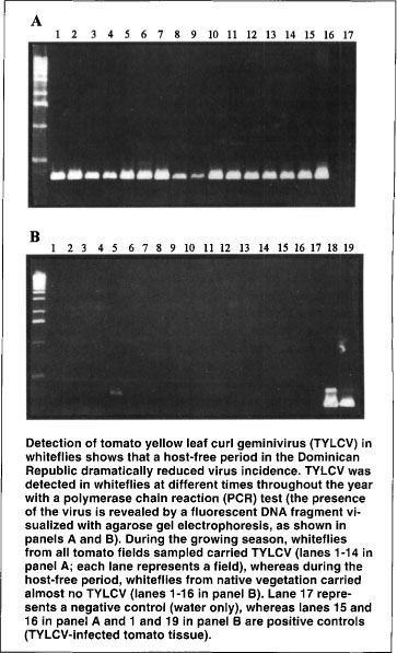 Detection of tomato yellow leaf curl geminivirus (TYLCV) in whiteflies shows that a host-free period in the Dominican Republic dramatically reduced virus incidence. TYLCV was detected in whiteflies at different times throughout the year with a polymerase chain reaction (PCR) test (the presence of the virus is revealed by a fluorescent DNA fragment visualized with agarose gel electrophoresis, as shown in panels A and B). During the growing season, whiteflies from all tomato fields sampled carried TYLCV (lanes 1–14 in panel A; each lane represents a field), whereas during the host-free period, whiteflies from native vegetation carried almost no TYLCV (lanes 1–16 in panel B). Lane 17 represents a negative control (water only), whereas lanes 15 and 16 in panel A and 1 and 19 in panel B are positive controls (TYLCV-infected tomato tissue).