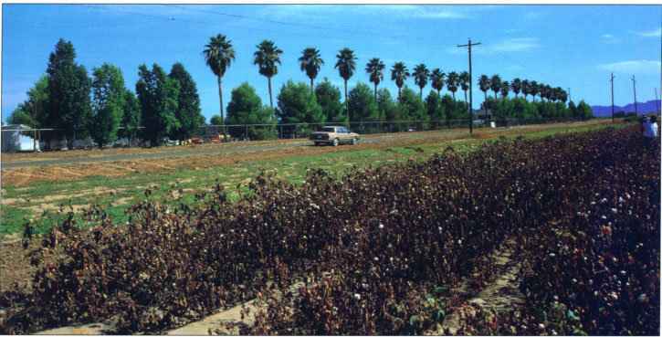 In 1981, high densities of sweetpotato whiteflies feeding on Imperial Valley cotton killed entire fields and contaminated cotton lint with honeydew. Subsequently a more destructive strain of whitefly, the silverleaf whitefly, has supplanted the sweetpotato whitefly.