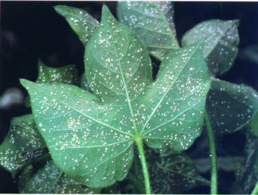 The silverleaf whitefly is more difficult to control, colonizes more crop species and causes various disorders in many of them.