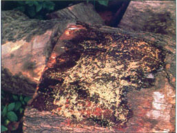 Cut firewood infested with Formosan termites.