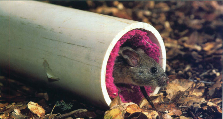 Pesticide rubs off the treated carpeting onto the wood rat as it enters and exits the bait tube.
