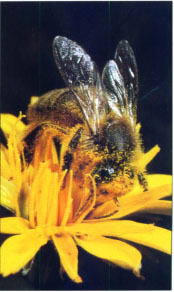 Feral honey bees, which have been nearly wiped out by the varroa mite, are one of a number of natural pollinator species on the decline.