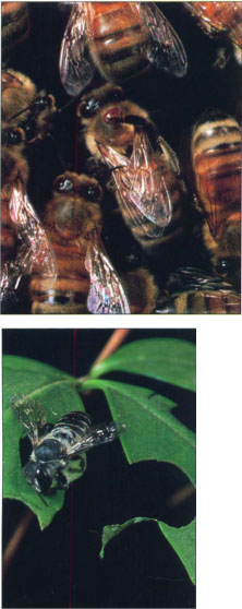 Top, a honey bee tries to dislodge a varroa mite from its thorax. Above, alfalfa leafcutter bees, which are also commercially managed for pollination, are not affected by varroa mites.