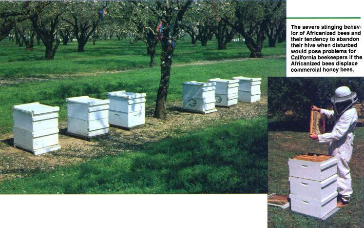 The severe stinging behavior of Africanized bees and their tendency to abandon their hive when disturbed would pose problems for California beekeepers if the Africanized bees displace commercial honey bees.